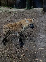 Hyena