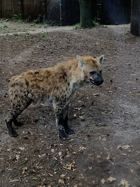 Hyena by Lois Metzelaar