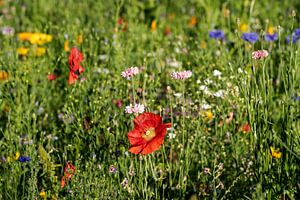 Wildblumenwiese