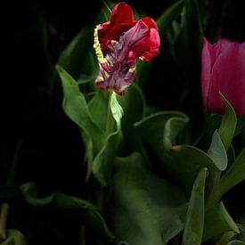 Tulipe dans l'obscurité sur Marianna Pobedimova