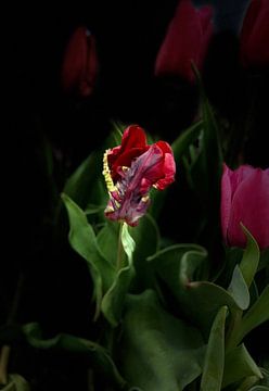 Tulp in donker van Marianna Pobedimova