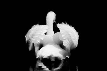 Swan black and white by Herman de Raaf