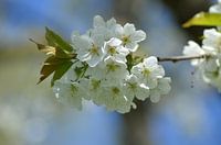 Frühlingsblüte