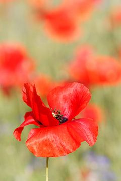 Red splendor; poppy by Vivianne Molenaar-Seinen