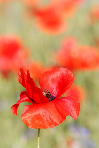 Rode pracht; klaproos