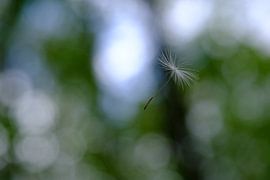 Wandering dandelion seed by Seraina Vollmar