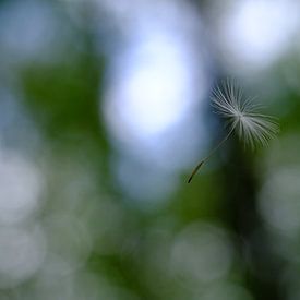 Wandering dandelion seed by Seraina Vollmar