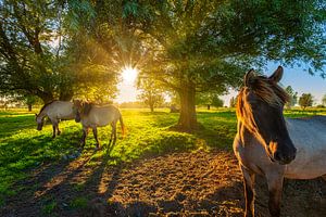 Konik-Pferd in der Natur mit schönem Licht