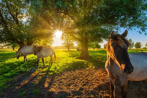 Konik paard in de natuur met mooi licht in de zomer