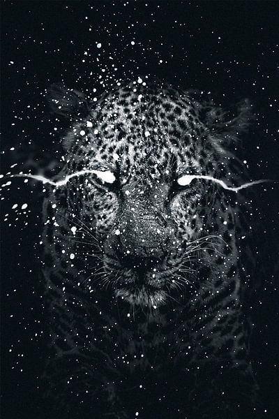 Panther black and white by Tom IJmker