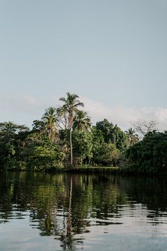 Reisfotografie “Palmboom” | Costa Rica |  Midden Amerika | Monteverde | groen | Bergen | Fotografie | Foto Print | Art Print van Estelle Bijker Fotografie
