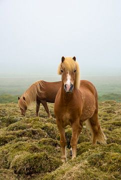 paarden in de mist in IJsland van Jan Fritz