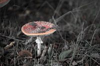 Les couleurs de l'automne dans toute leur splendeur