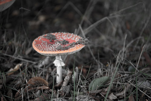 De kleuren van de herfst in verschillende pracht