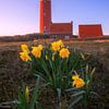 Texel Lighthouse and Daffodils. by Justin Sinner Photography (Photographer on Texel)