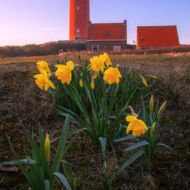 Texel Lighthouse and Daffodils. by Justin Sinner Photography (Photographer on Texel)