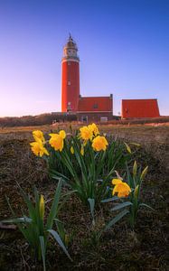Texel-Leuchtturm und Narzissen.