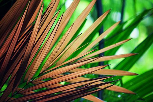 Palm Leaf