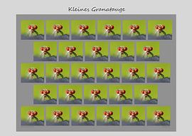 Kleines Granatauge von Matthias Brix