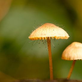 Pilze im Heilooerbos von Sander Maas