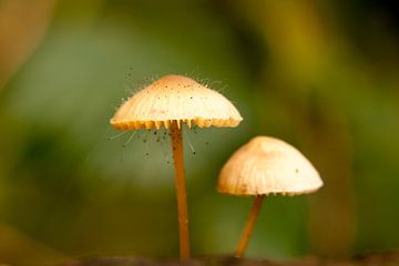 Pilze im Heilooerbos von Sander Maas