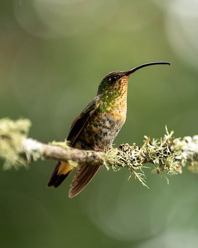 Colibri assis sur une brindille