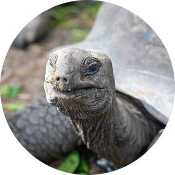 Reuzenschildpad op de Seychellen van t.ART