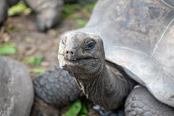 Giant tortoise in the Seychelles by t.ART