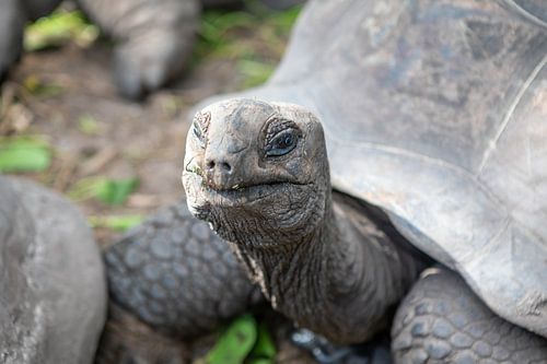 Reuzenschildpad op de Seychellen