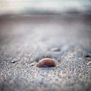 Coquillage sur la plage d'Ouddorp par Rob van der Teen Aperçu