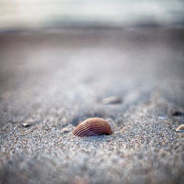 Schelp op het Strand van Ouddorp van Rob van der Teen