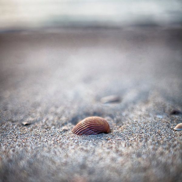Coquillage sur la plage d'Ouddorp par Rob van der Teen