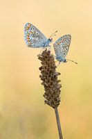 Bruin blauwtjes
