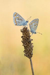 Bruin blauwtjes by Hugo Meekes