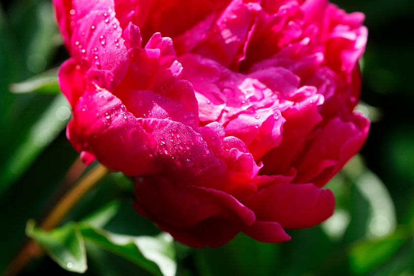 Peonies by Thomas Jäger