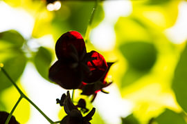 Akebia blossom backlit by Andreas Paul