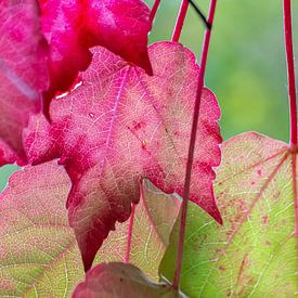 autumn leaf by wilma ten Bhömer