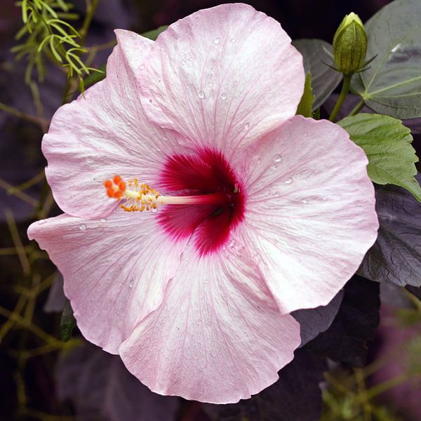 Blühender Garten Hibiskus von Excellent Photo