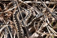 adder in het gras
