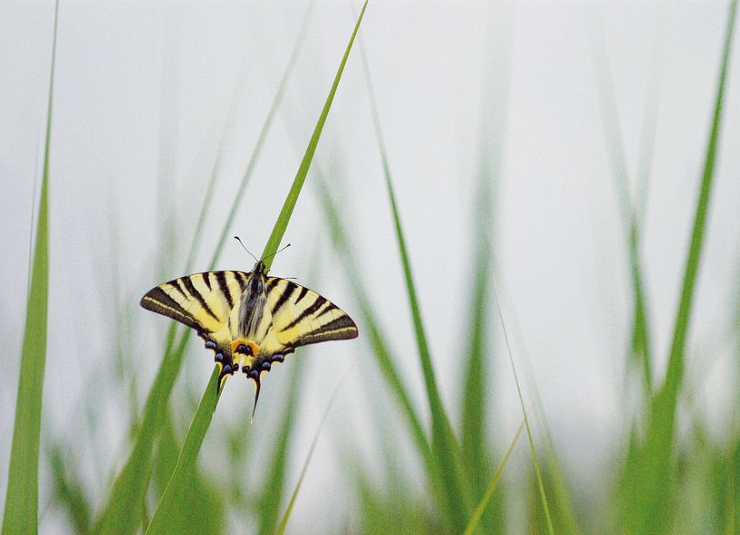 swallowtail by Margriet Louwen