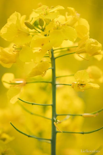 Gold in der Luft von Studio Liefkoos