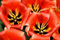 Tulipa Calypso