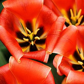 Tulipa Calypso sur Albert van Dijk