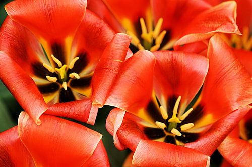 Tulipa Calypso by Albert van Dijk