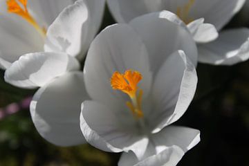 Flowers by Sanne Boven