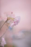 Soft and dreamy.
