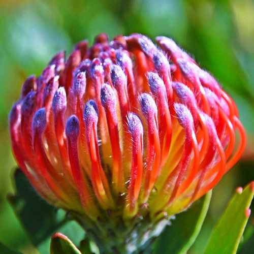 one red pincushion Protea