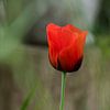 Tulipe sur hetty'sfotografie