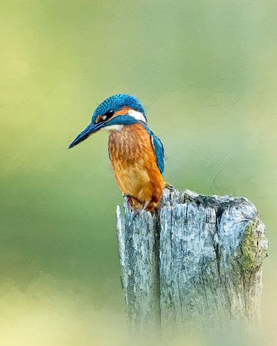 IJsvogel - schilderij