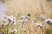Brauner Schmetterling